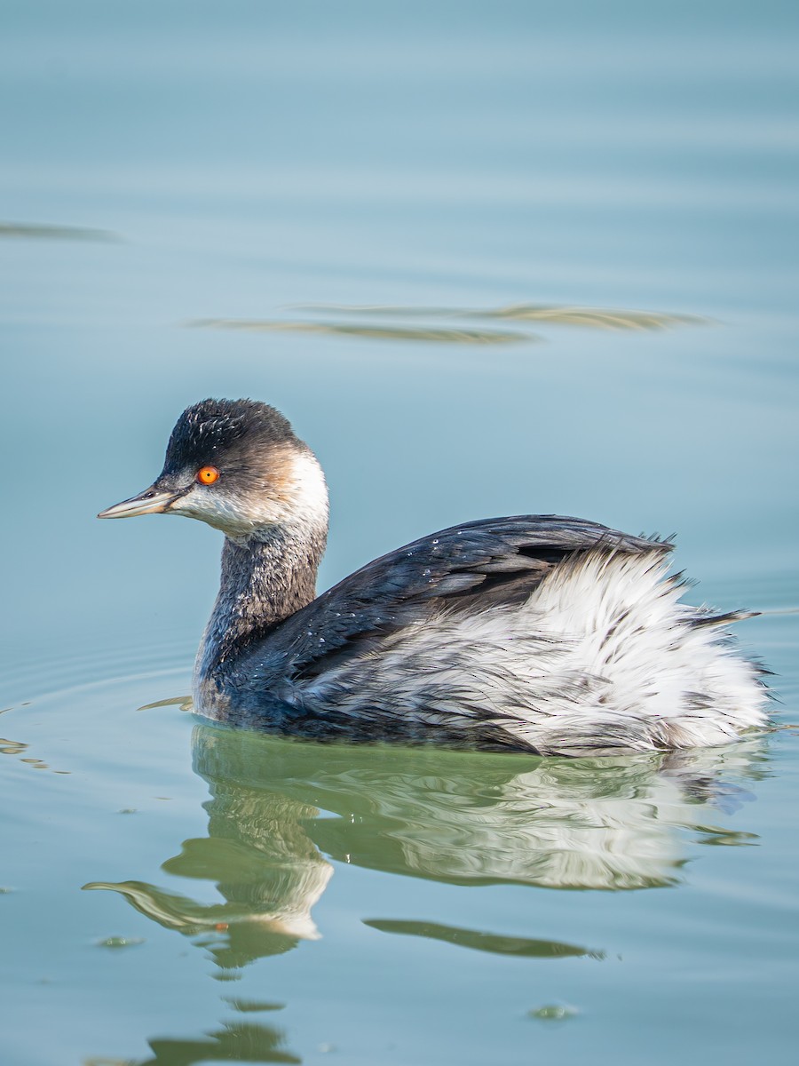 Schwarzhalstaucher - ML647462418