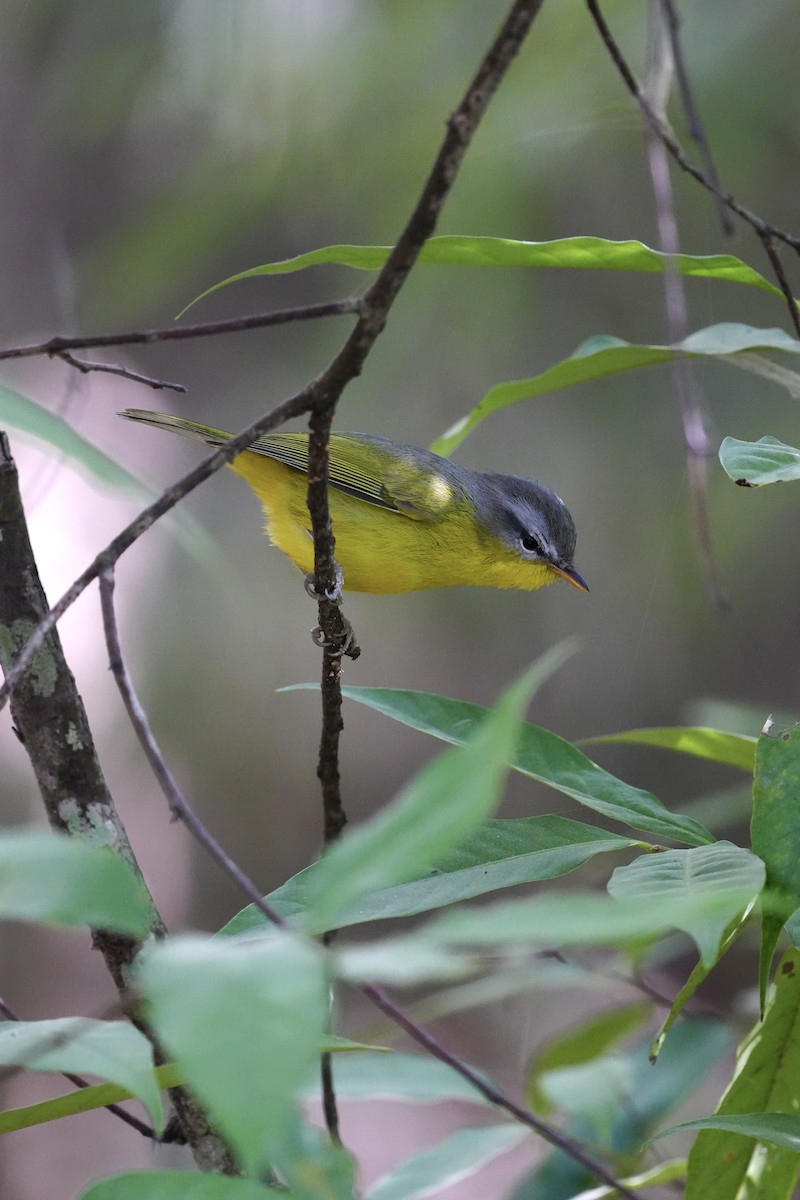 Gray-hooded Warbler - ML647462425