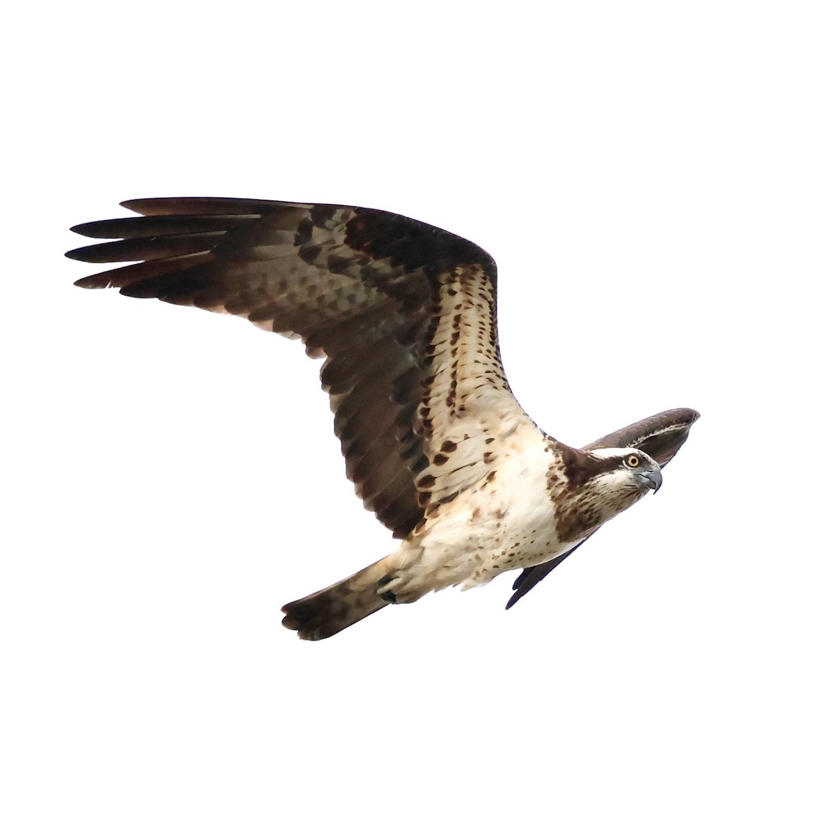 Скопа західна - ML647462428