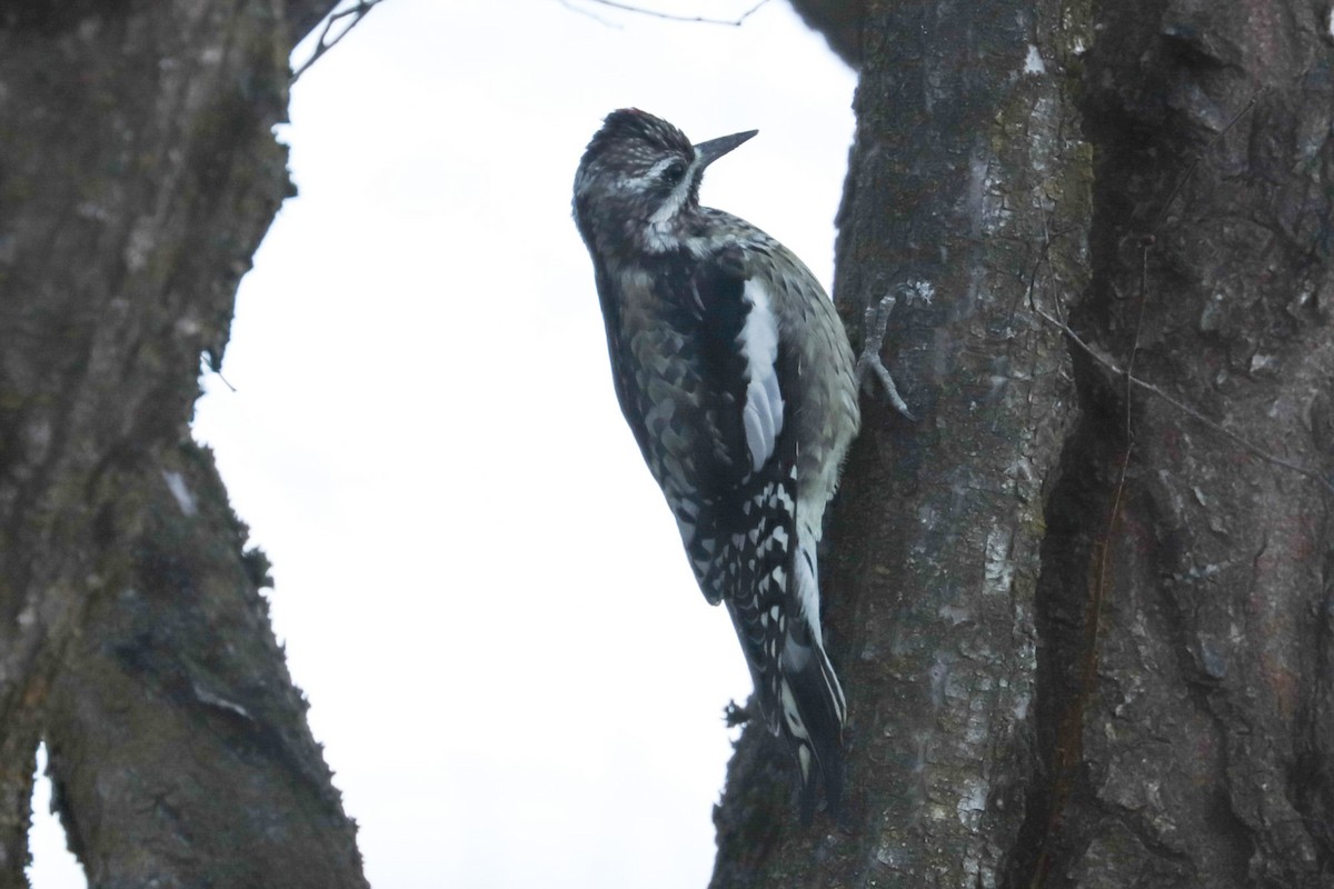 Yellow-bellied Sapsucker - ML647462441