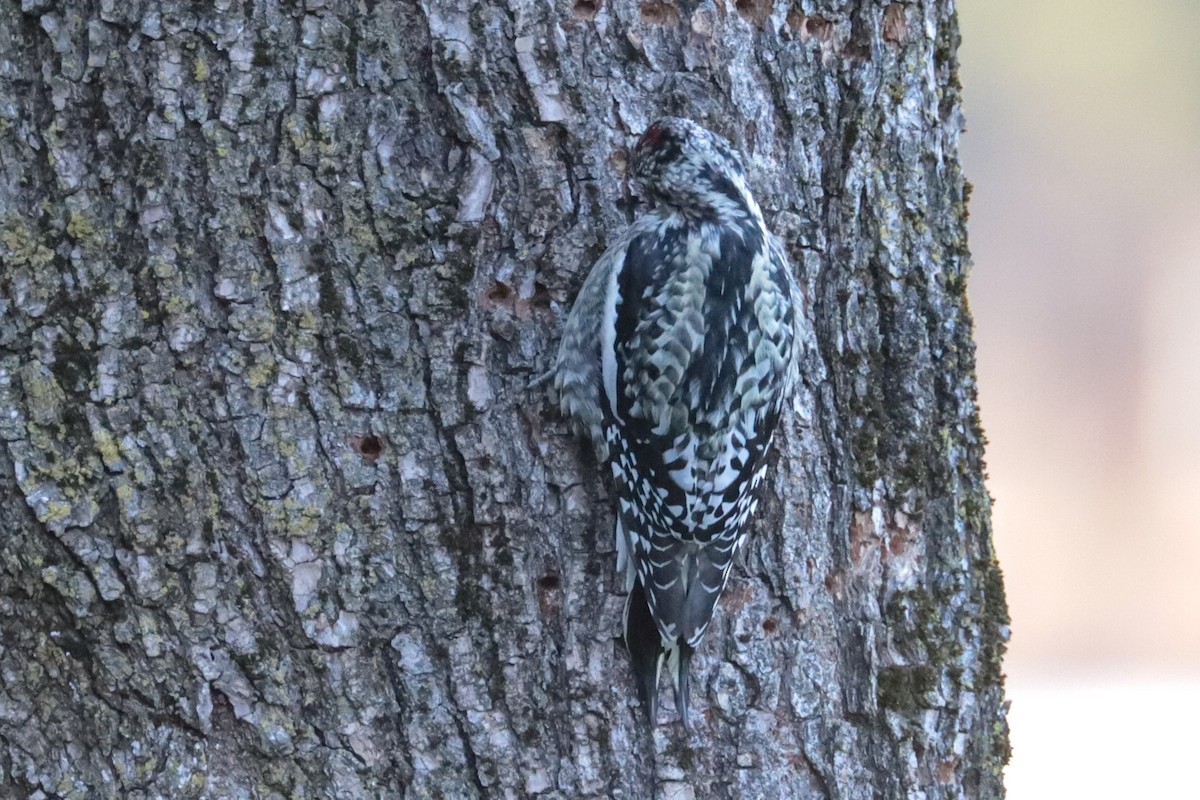 Yellow-bellied Sapsucker - ML647462442