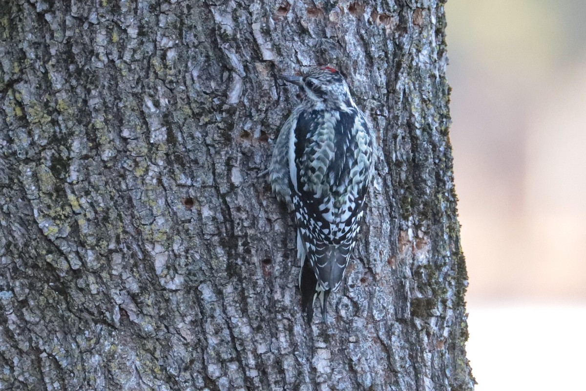 Yellow-bellied Sapsucker - ML647462443