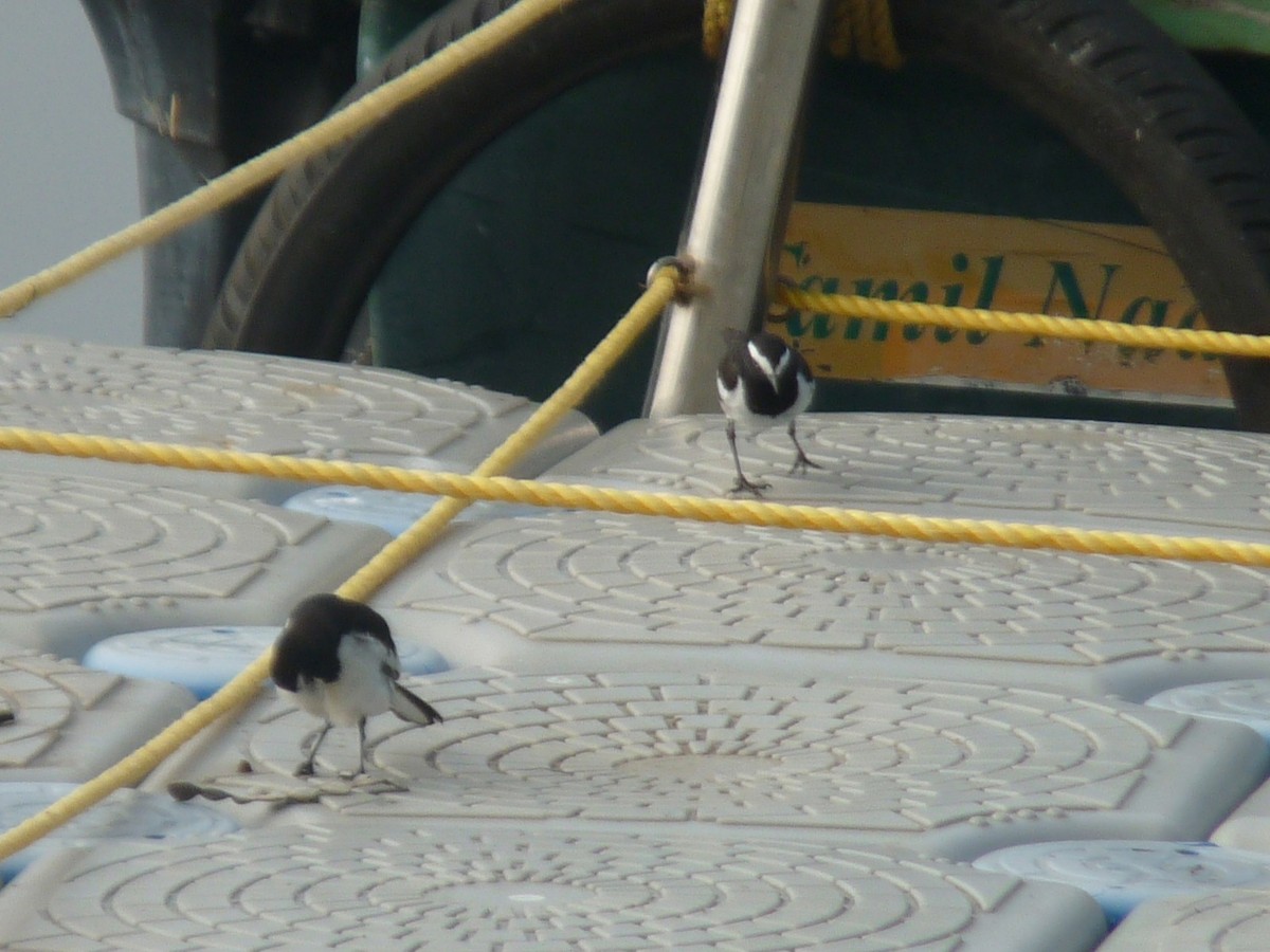 skjæreerle - ML647462456