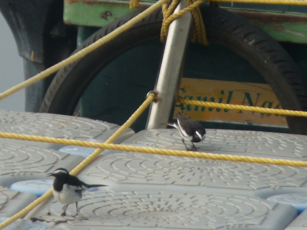 skjæreerle - ML647462457