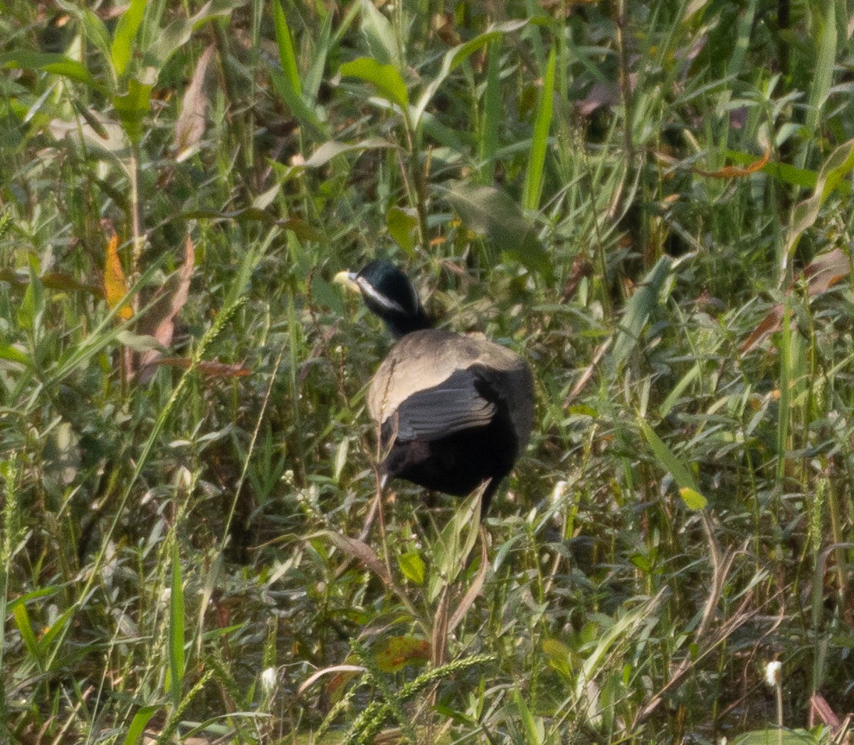 Бронзовокрылая якана - ML647462459