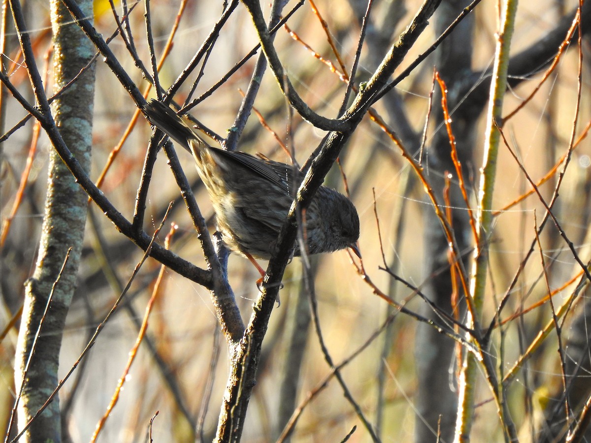 Dunnock - ML647462465