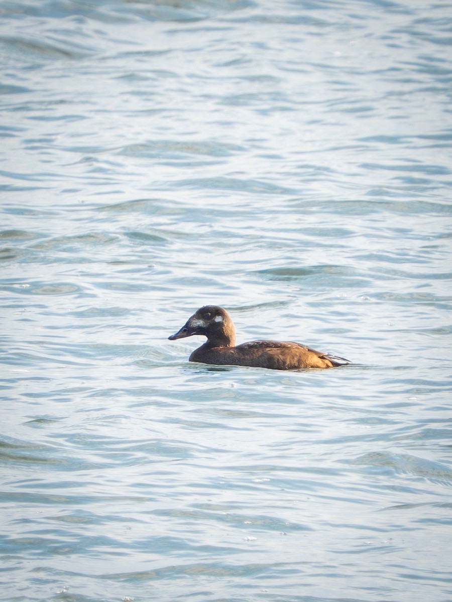 sibirsjøorre - ML647462472