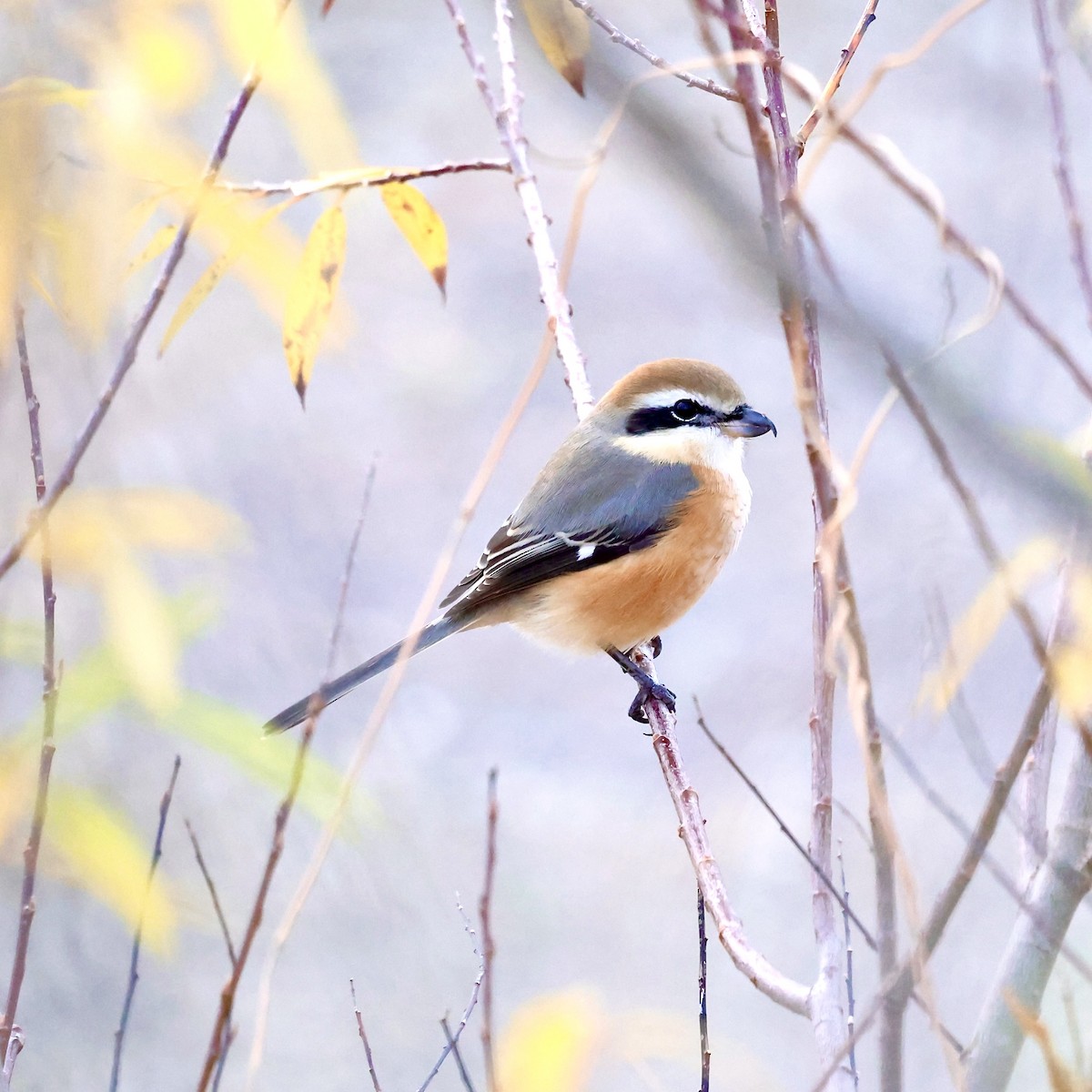 Сорокопуд японський - ML647462474