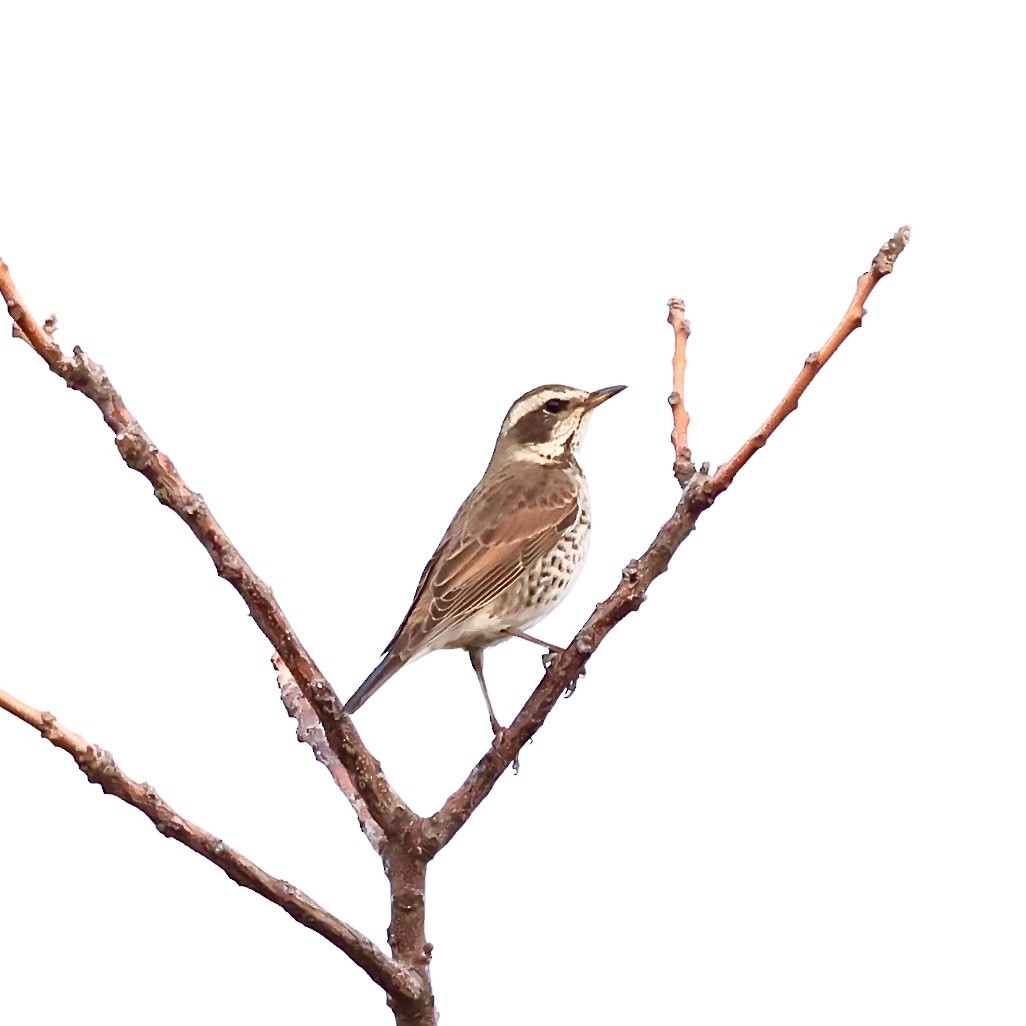 Дрізд темний - ML647462482