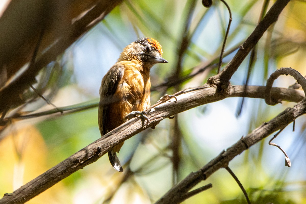 Ochraceous Piculet - ML647462487