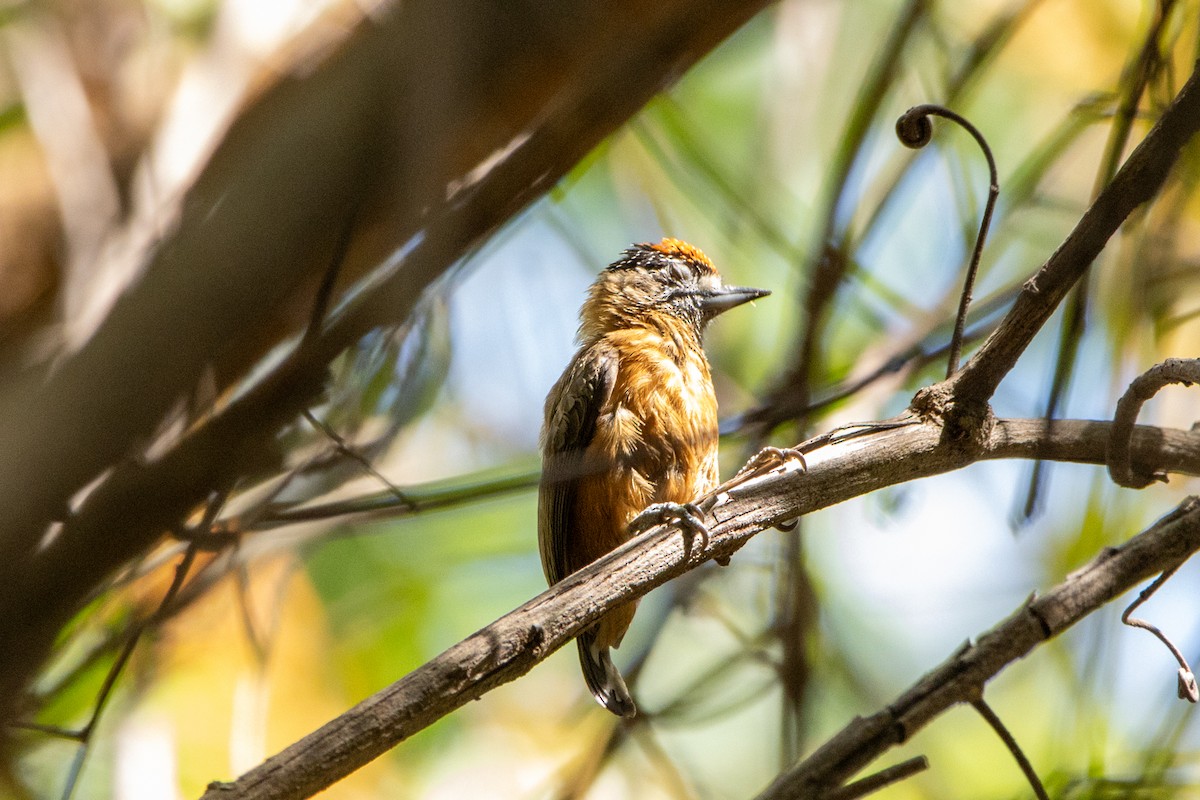 Ochraceous Piculet - ML647462488