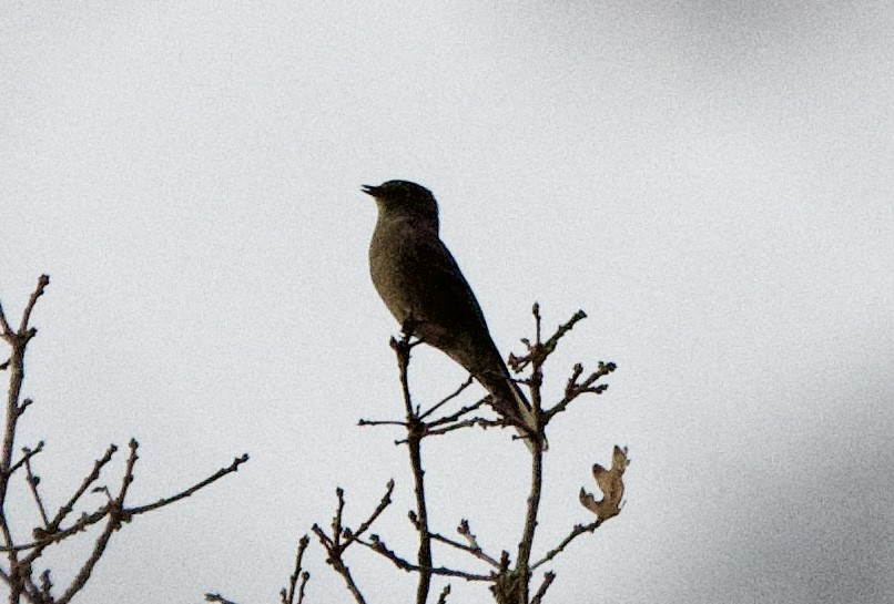 Solitaire de Townsend - ML647462493