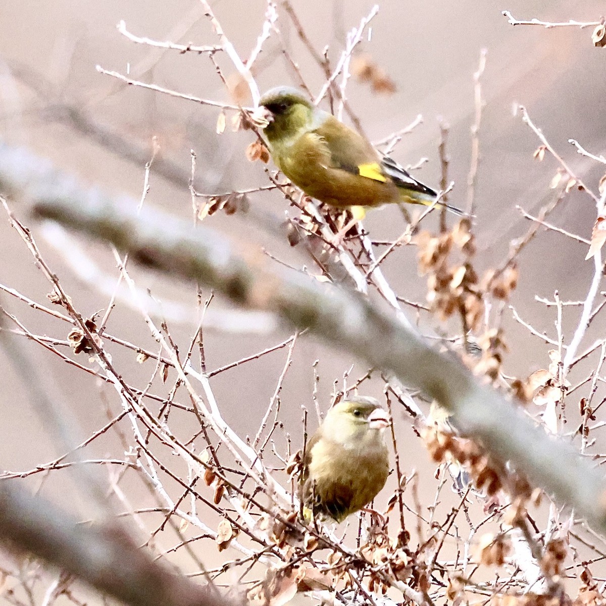 Зеленяк китайський - ML647462498