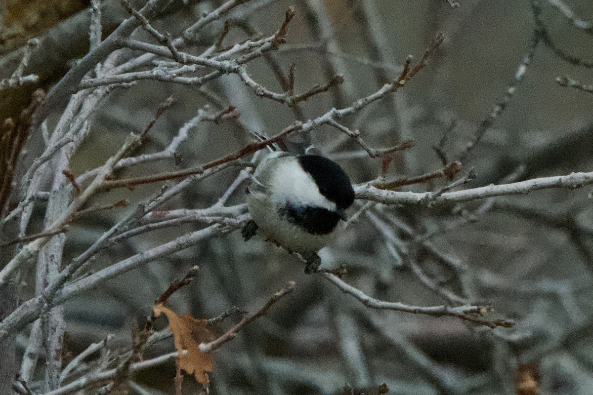 Mésange à tête noire - ML647462505