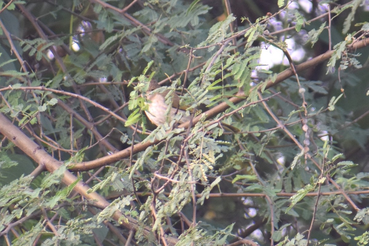 White-browed Bulbul - ML647462508