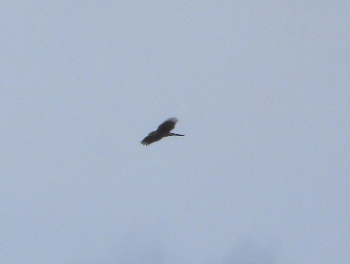 Eurasian Goshawk - ML647462516