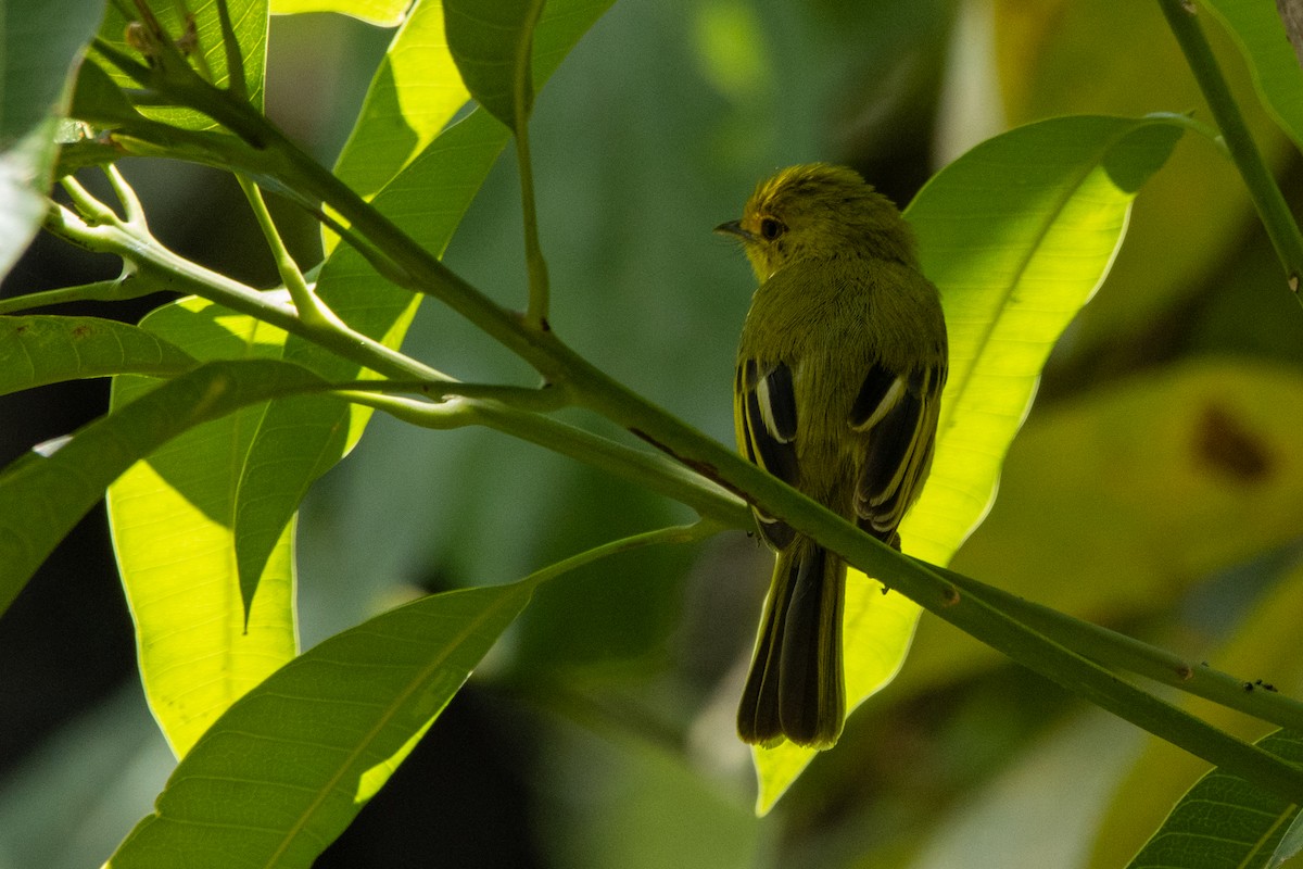 Ochre-lored Flatbill - ML647462518