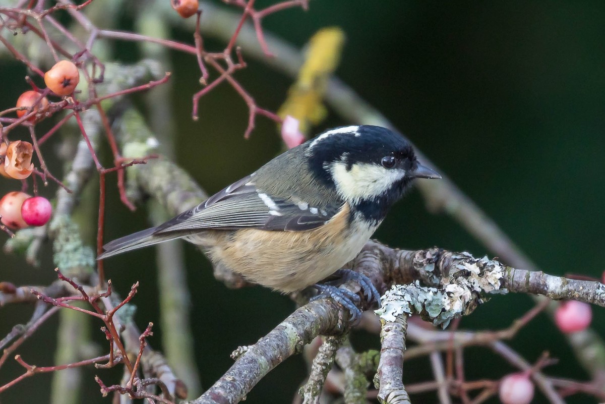 Coal Tit - ML647462523