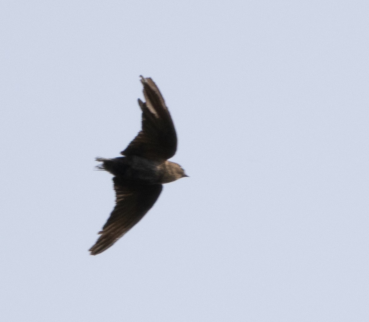 Dusky Crag-Martin - ML647462525