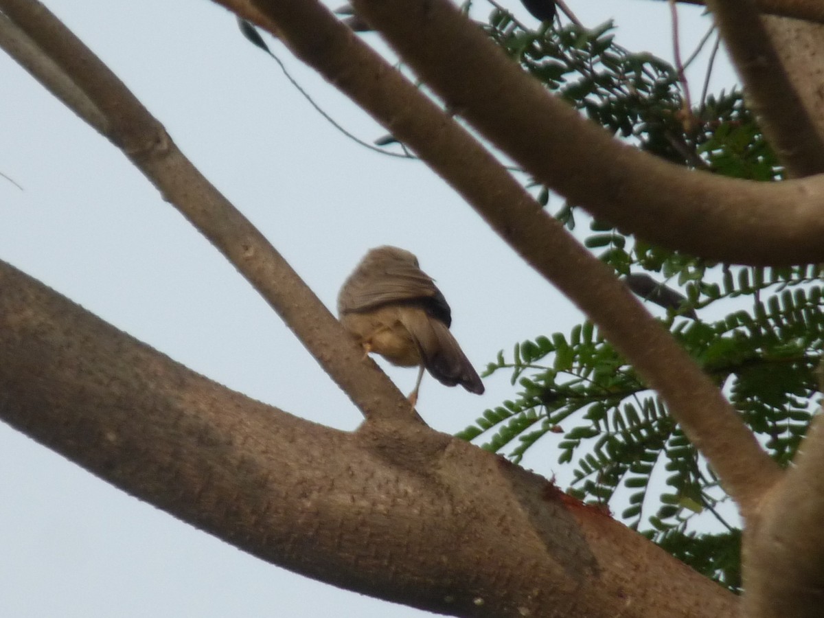 Yellow-billed Babbler - ML647462530