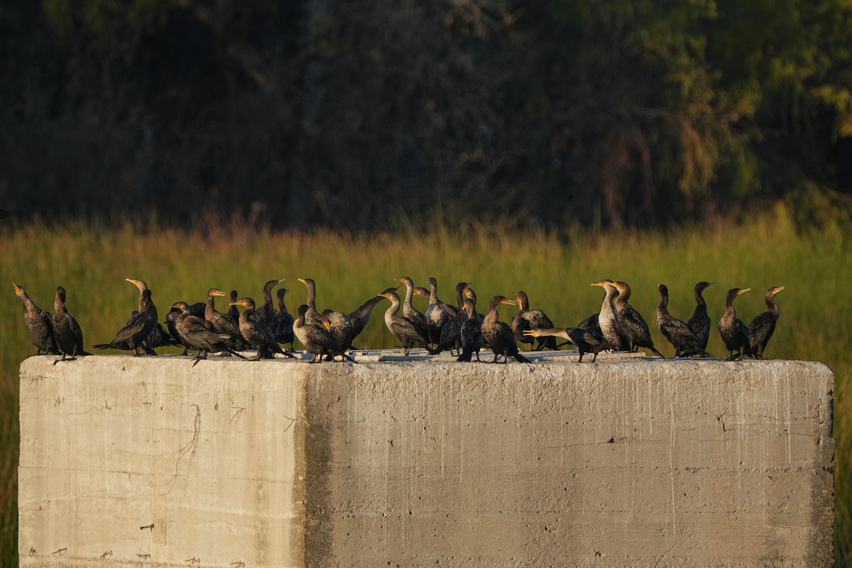 Ушастый баклан - ML647462533