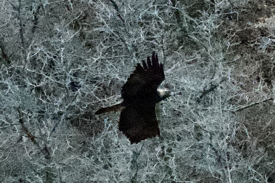 Aigle royal - ML647462545