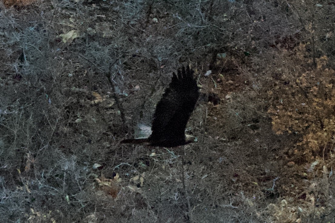 Aigle royal - ML647462546