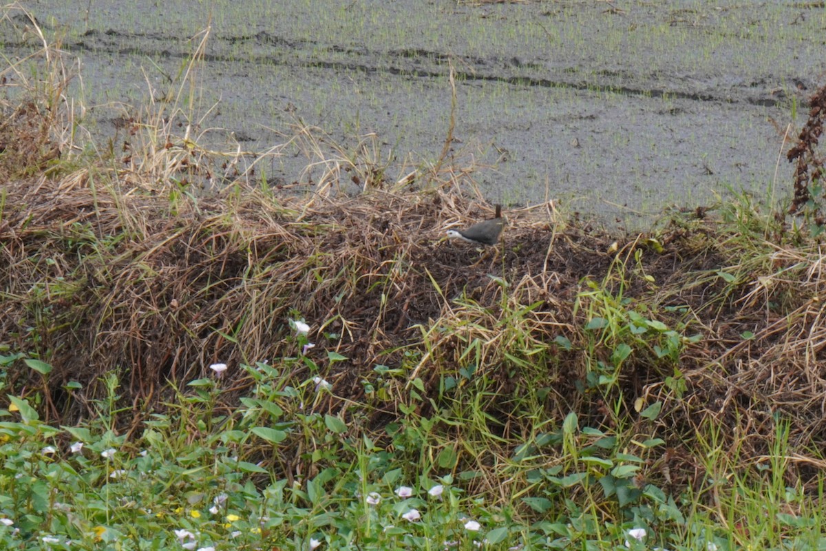 Белогрудый погоныш - ML647462549