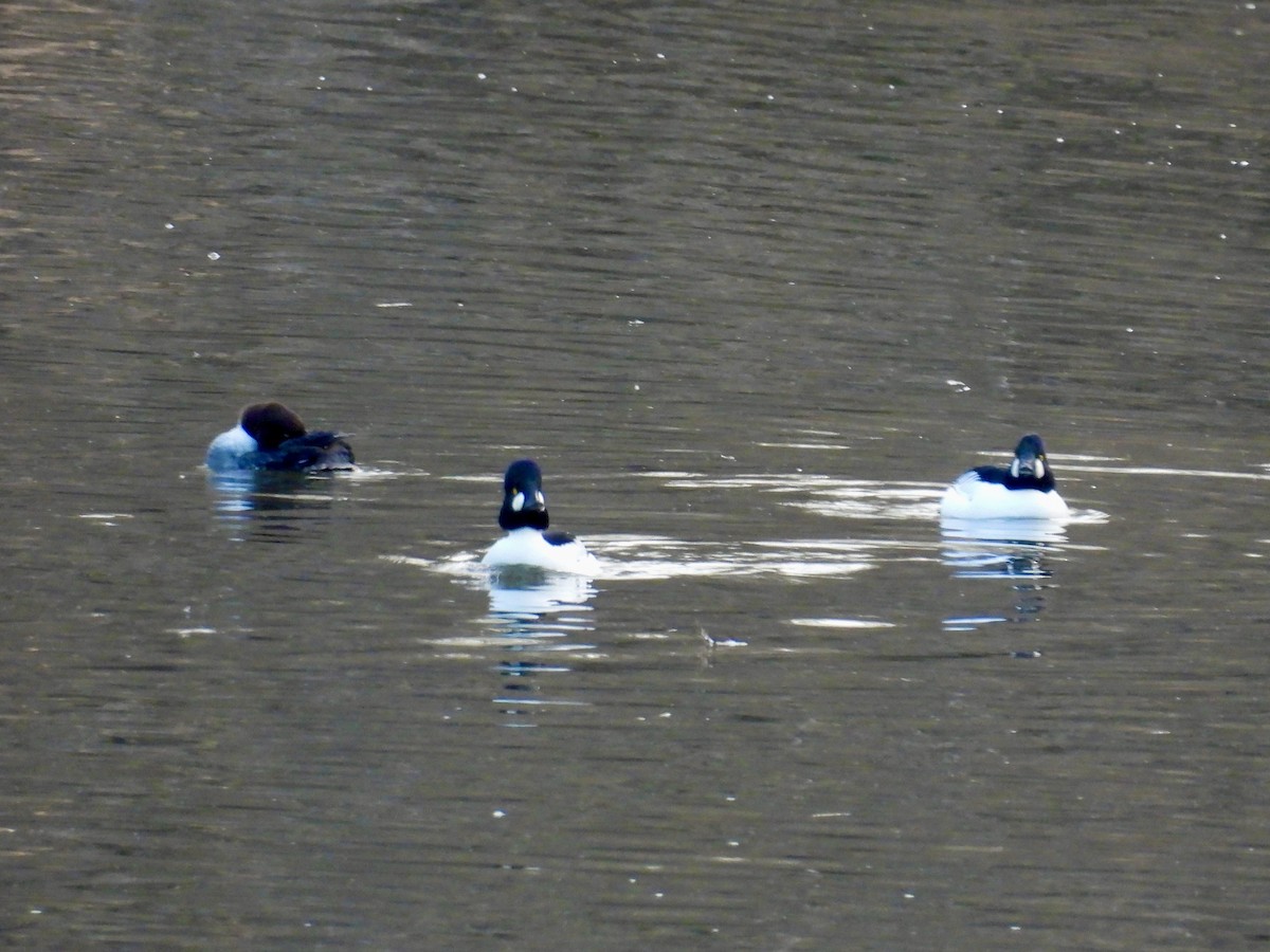 Гоголь - ML647462557