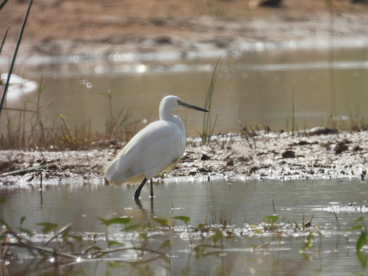 Малая белая цапля - ML647462560