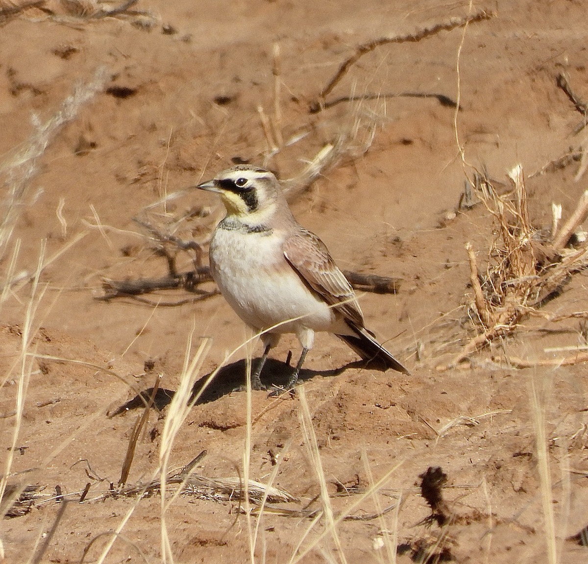 Рогатый жаворонок - ML647462561