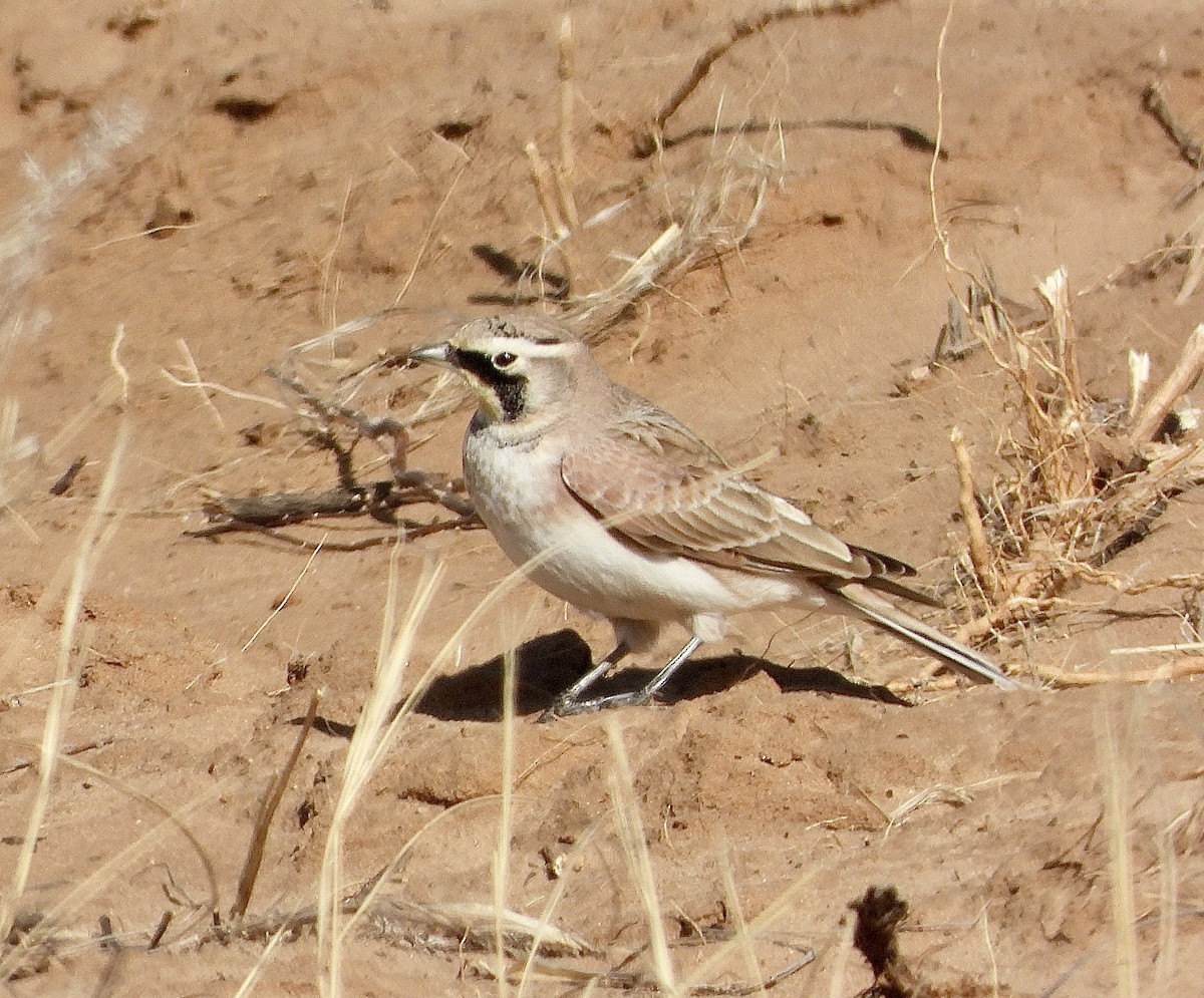Рогатый жаворонок - ML647462562