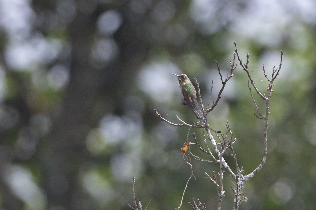 Чернохвостая комета - ML647462564