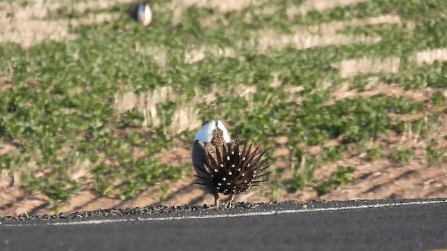 Greater Sage-Grouse - ML647462568
