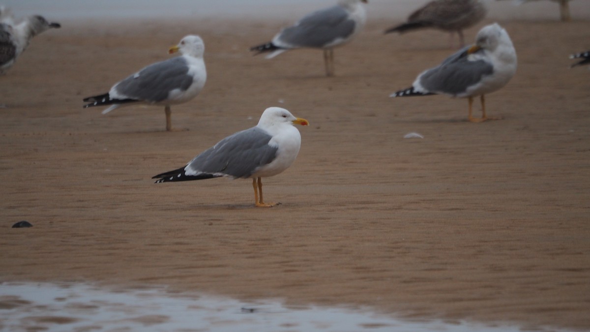 Средиземноморская чайка - ML647462569