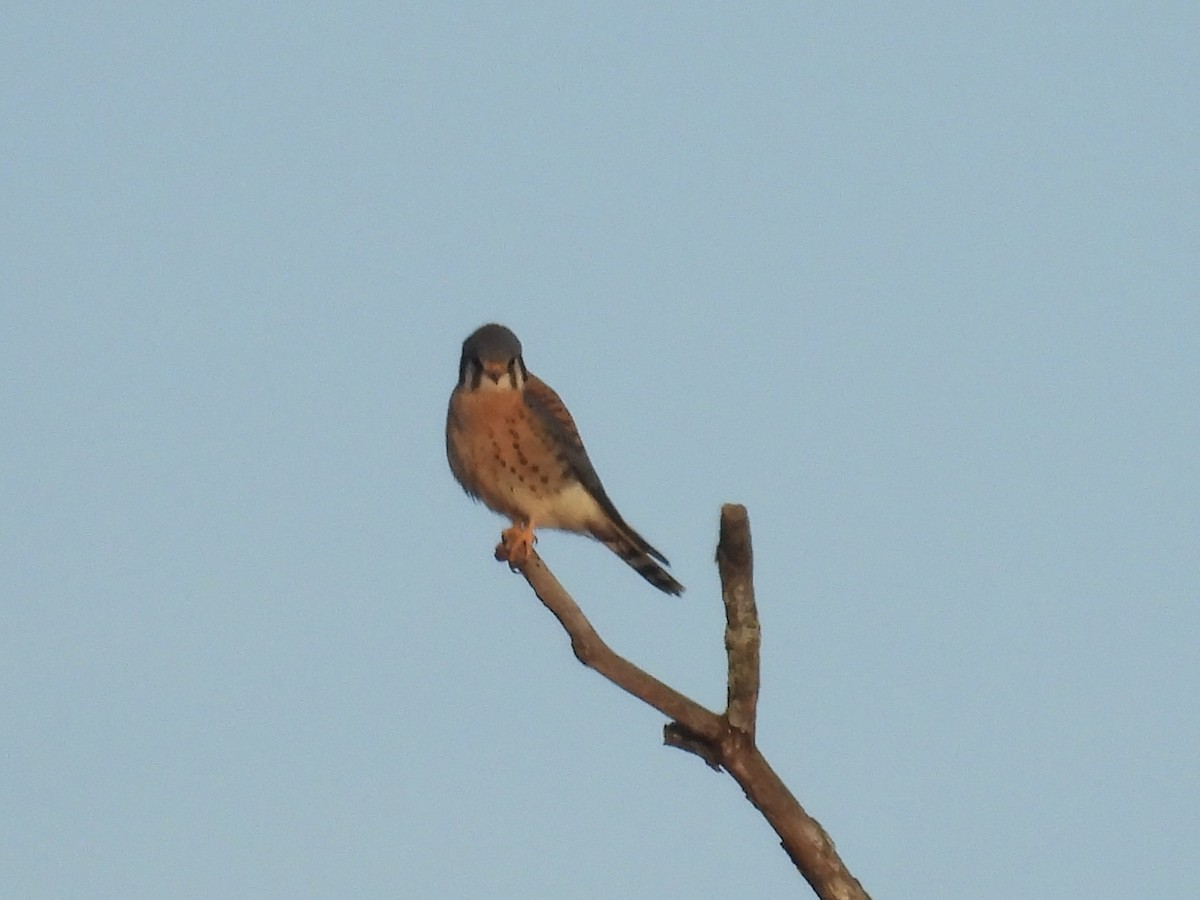 Воробьиная пустельга - ML647462570