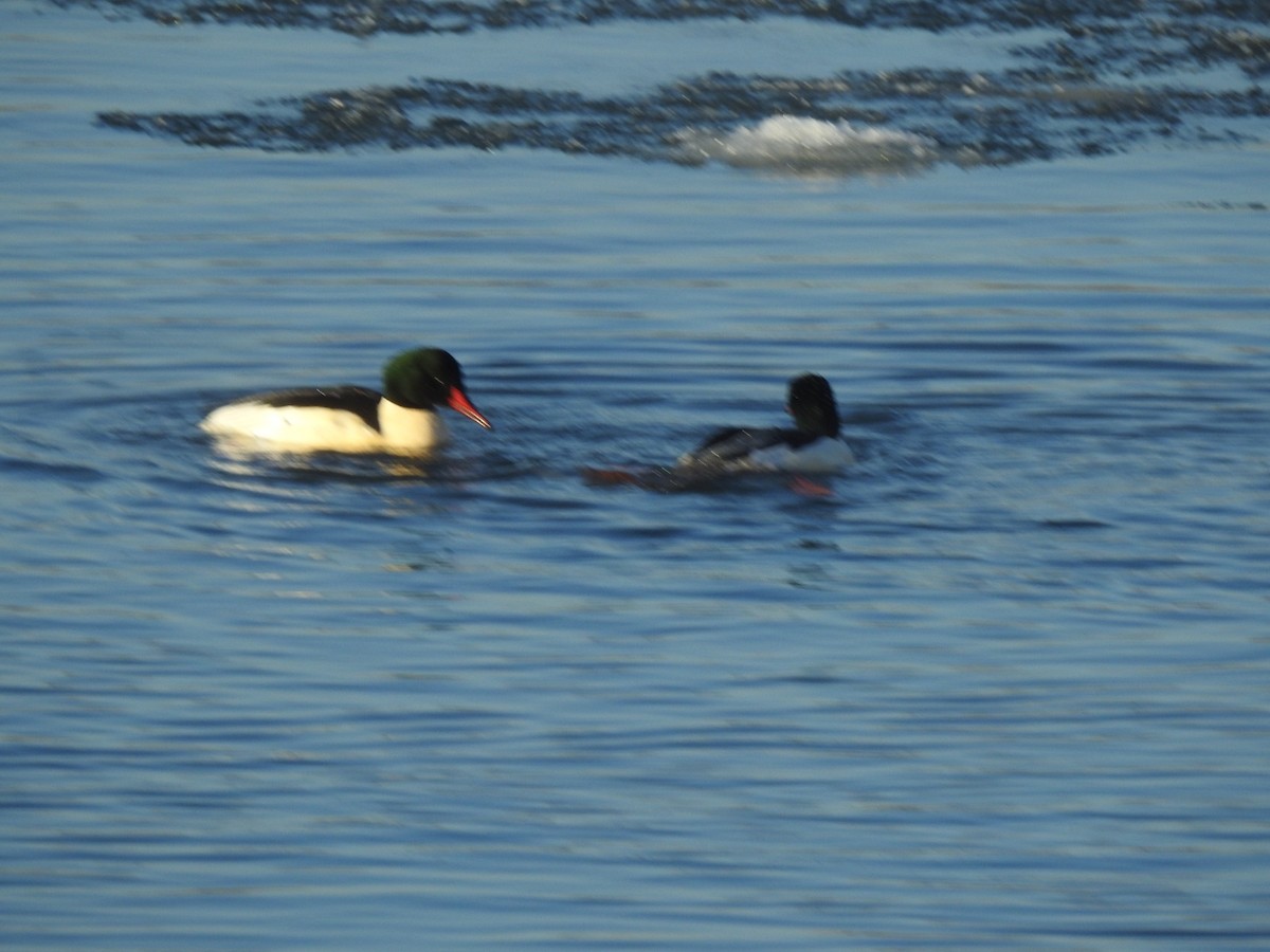 Большой крохаль - ML647462572