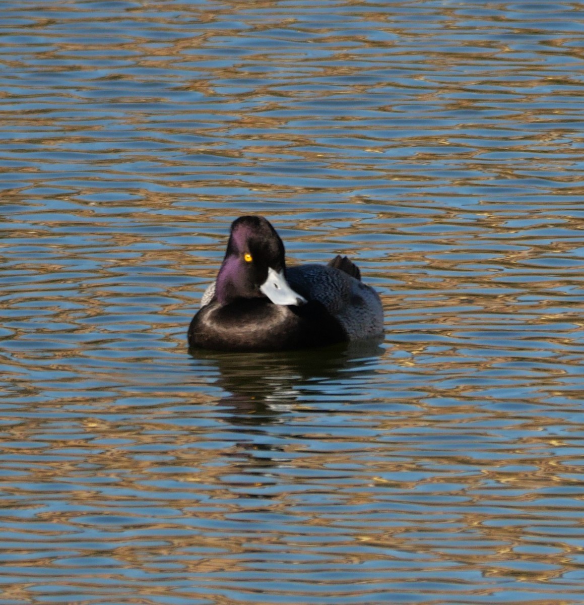 Малая морская чернеть - ML647462573