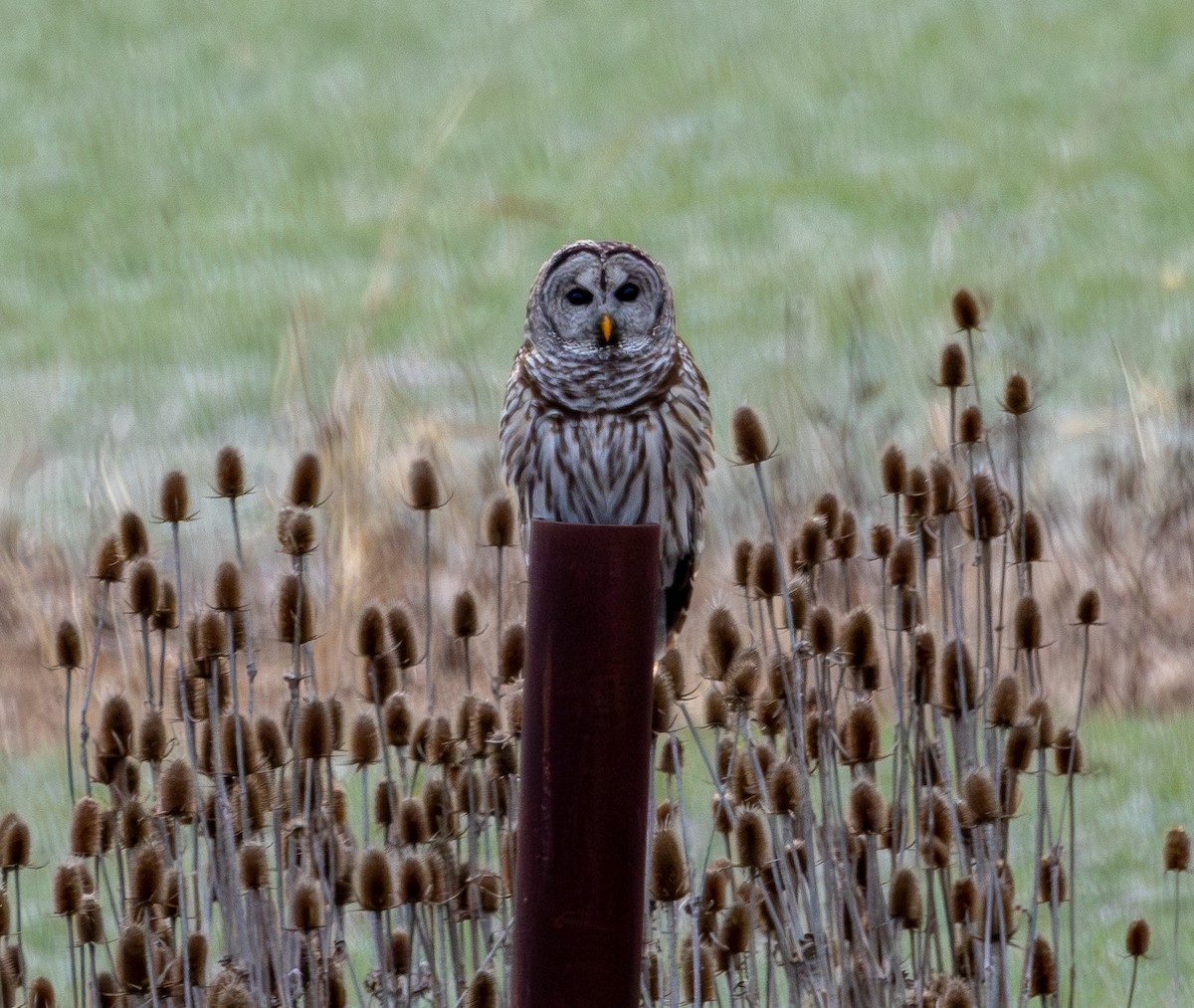 Полосатая неясыть - ML647462574