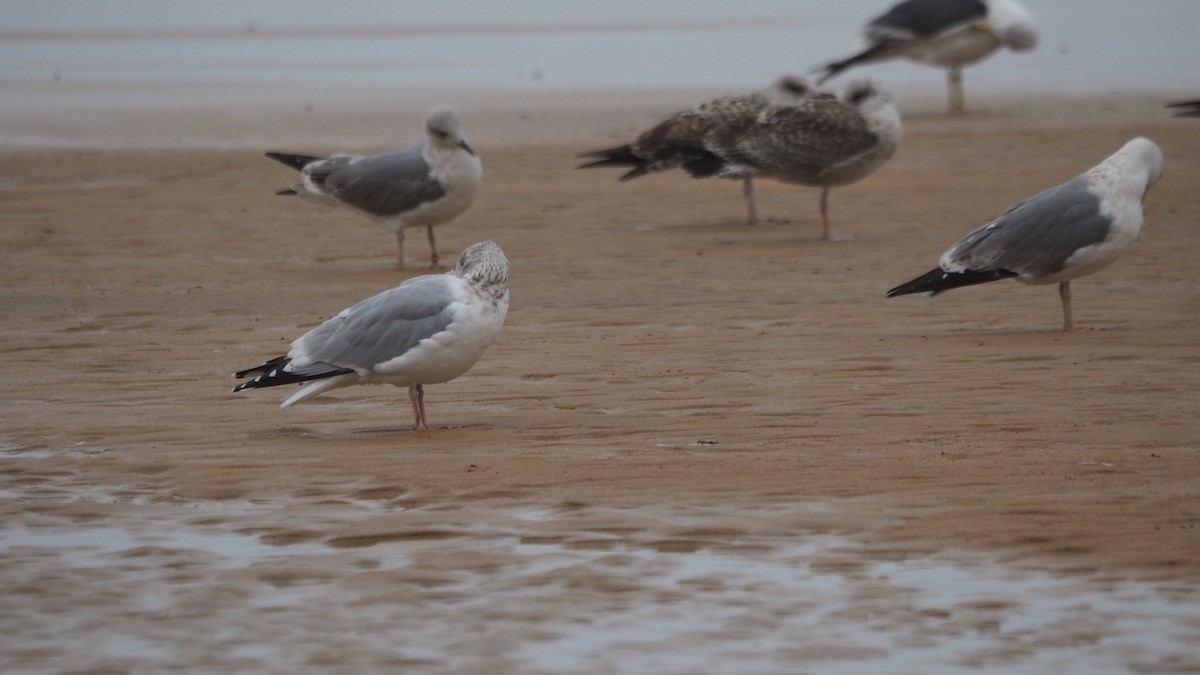 Серебристая чайка - ML647462575