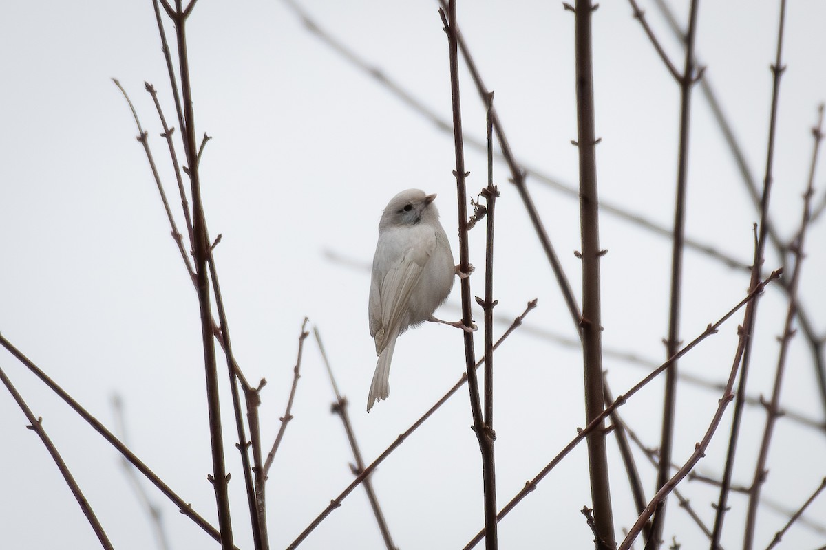 Каролинская гаичка - ML647462576