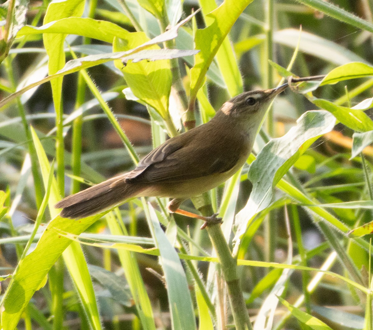 Индийская камышевка - ML647462577