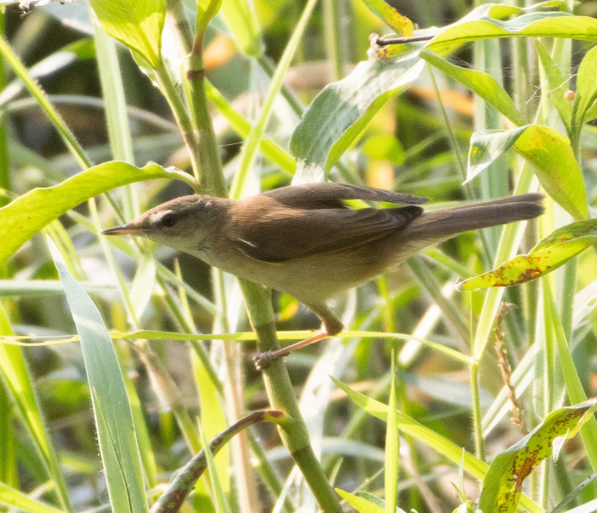 Индийская камышевка - ML647462578