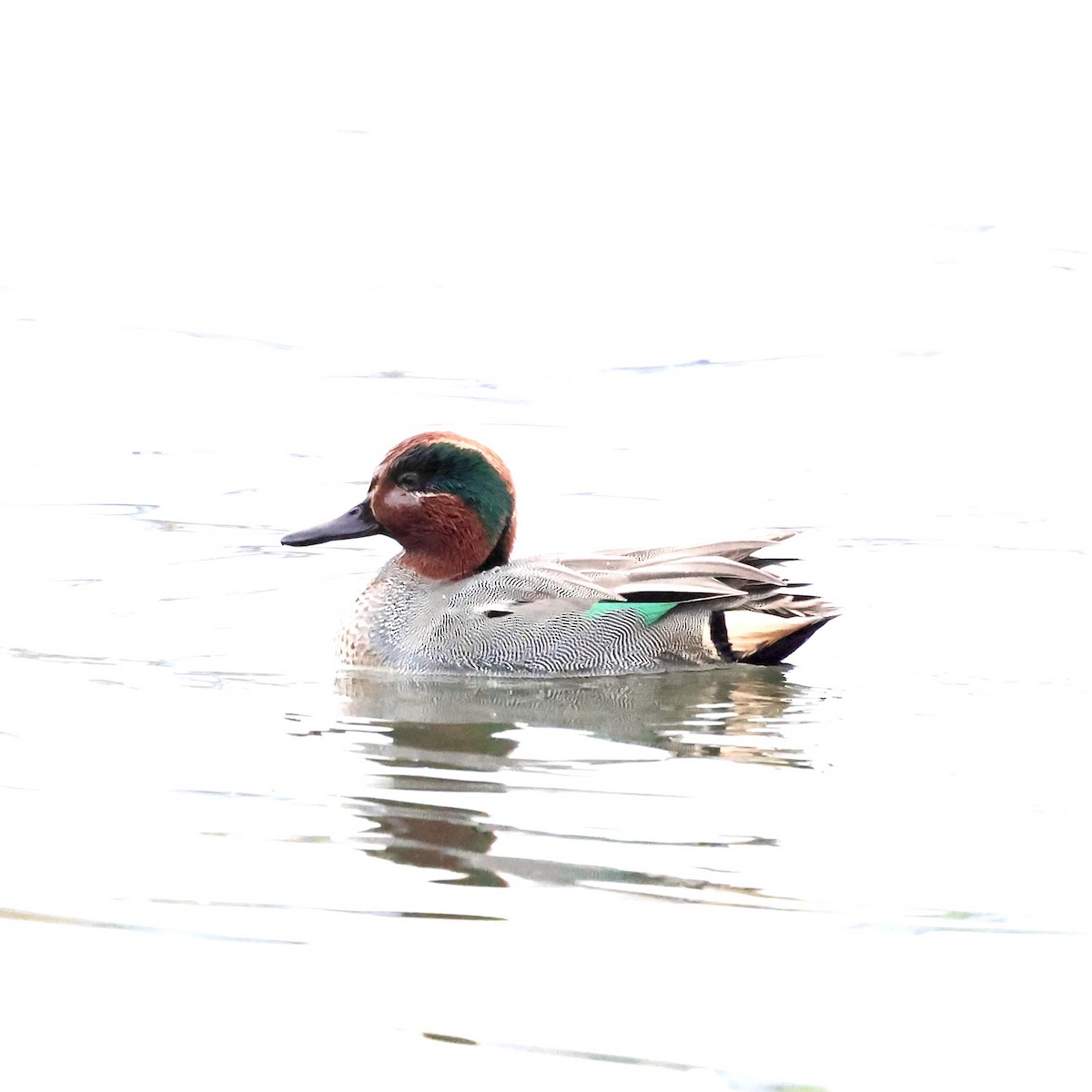 Чирок-свистунок - ML647462579