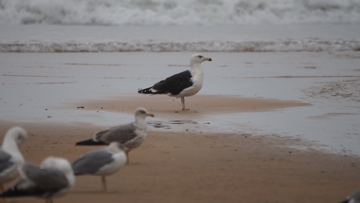 Морская чайка - ML647462580