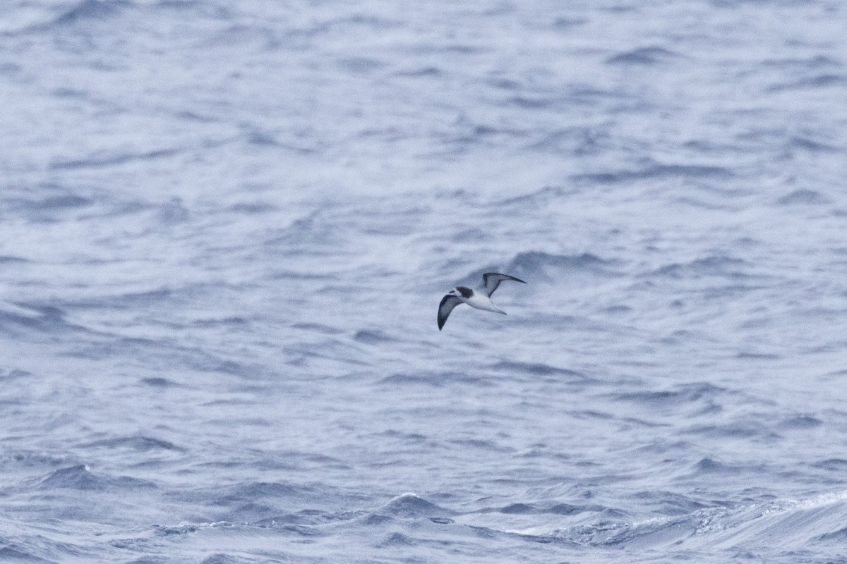 Белокрылый тайфунник - ML647462582