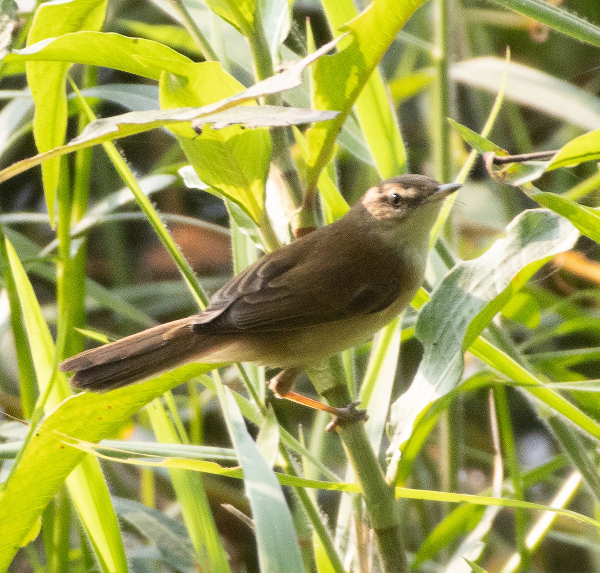 Индийская камышевка - ML647462583