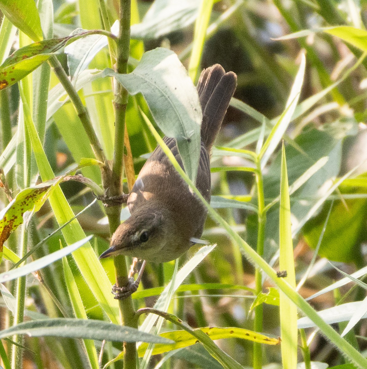 Индийская камышевка - ML647462585