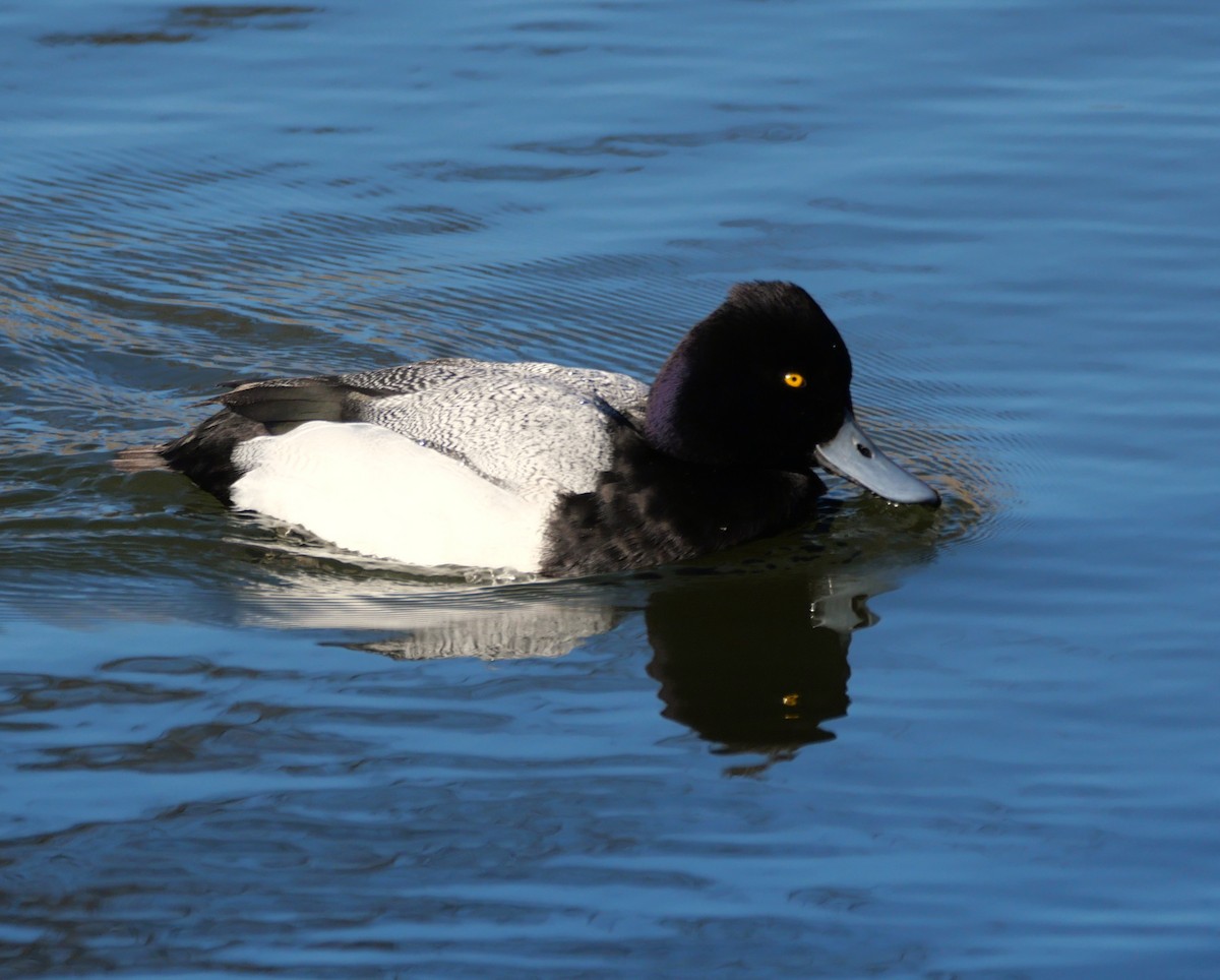 Малая морская чернеть - ML647462586