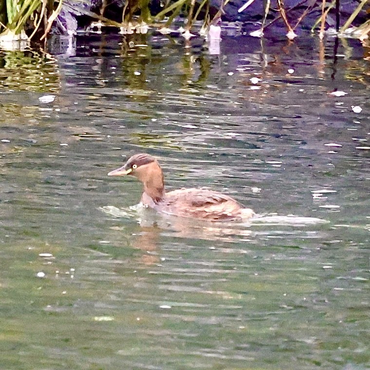 Малая поганка - ML647462587